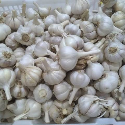 Jual Bawang Putih Kating Kg Shopee Indonesia