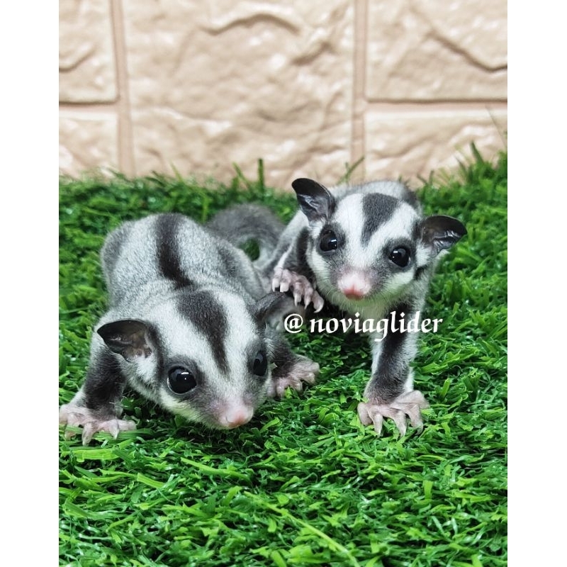 Jual Sugar Glider Joey Classic Grey Shopee Indonesia