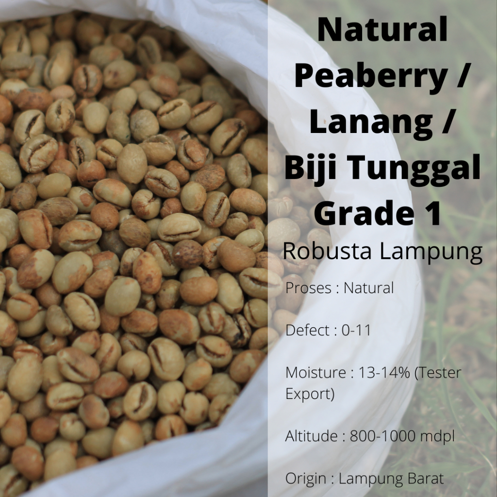 Jual Green Bean Robusta Lampung Peaberry Lanang Biji Tunggal Natural