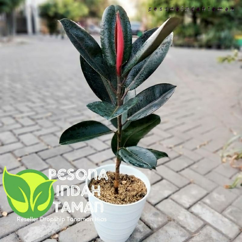 Jual Tanaman Hias Karet Kebo Ficus Elastica Sudah Berakar Shopee