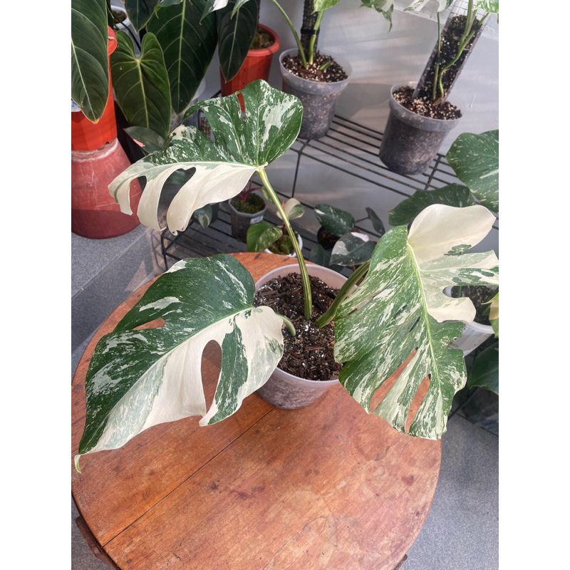 Jual Monstera Borsigiana Varigata Mature Otw 4 Daun Aktif Shopee