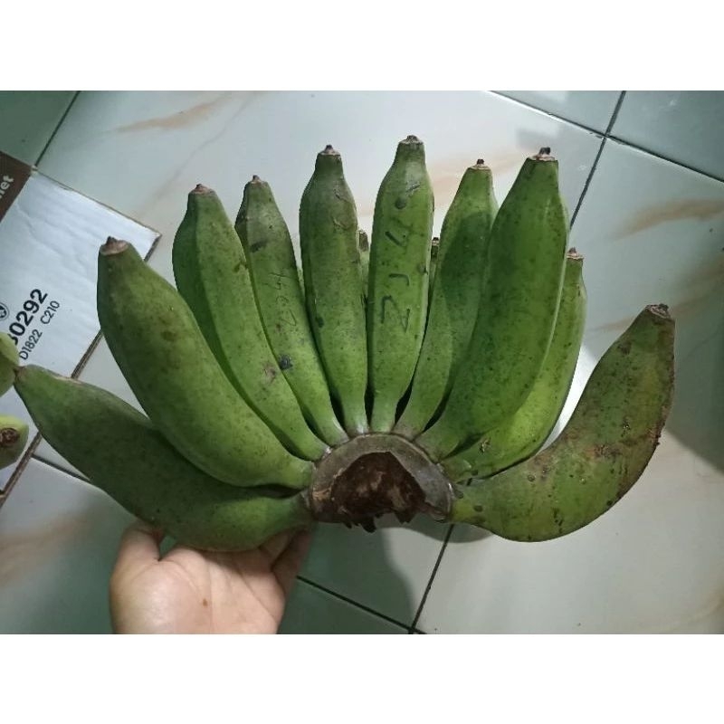 Jual PISANG RAJA HIJAU 1 KG FRESH PISANG ROJO KING BANANA Shopee