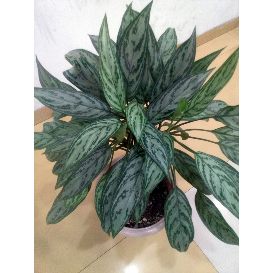 Jual Tanaman Hias Aglaonema Chinese Evergreen Shopee Indonesia