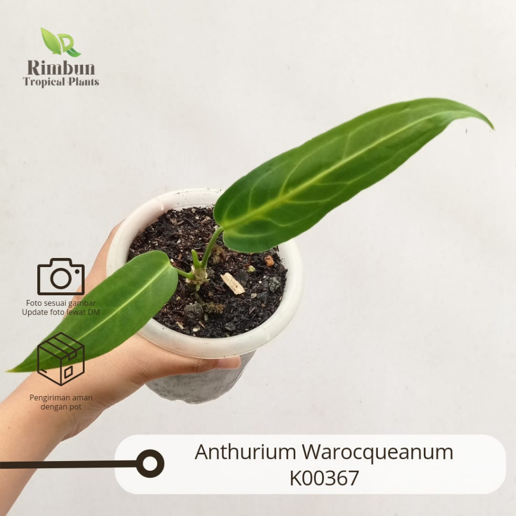 Jual Anthurium Warocqueanum Tanaman Hias Koleksi Anturium Shopee