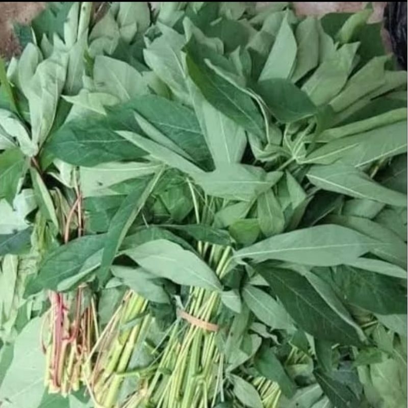 Jual Daun Singkong Segar Daun Singkong Fresh Grm Shopee Indonesia