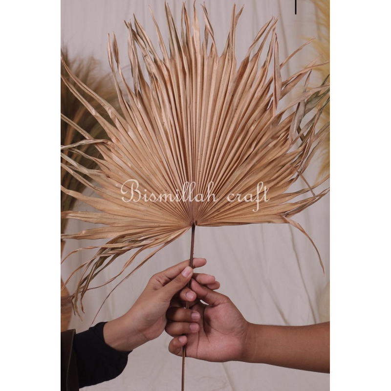 Jual Dekorasi Rustik Palem Palm Rayung Pampas Tanaman Daun Kering Sikas