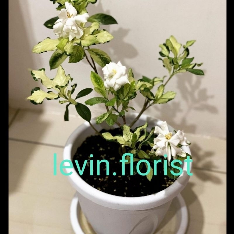 Jual Gardenia Varigata Jasminoides Variegata Melati Cepiring