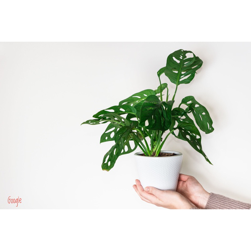 Jual Tanaman Hias Monstera Adansonii Janda Bolong Shopee Indonesia