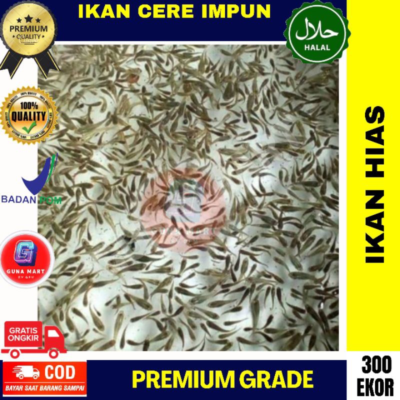 Jual Ikan Cere Impun 300 Ekor Pakan Predator Hasil Ternak Lebih