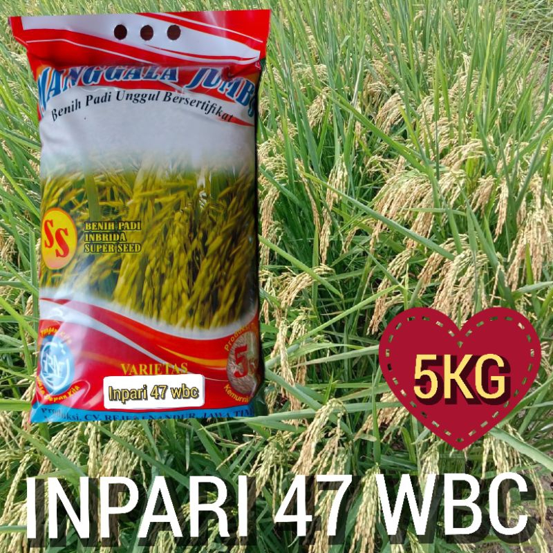 Jual BENIH INPARI47 PADI UNGGUL INPARI 47 LABEL PUTIH DAN UNGUKEMASAN