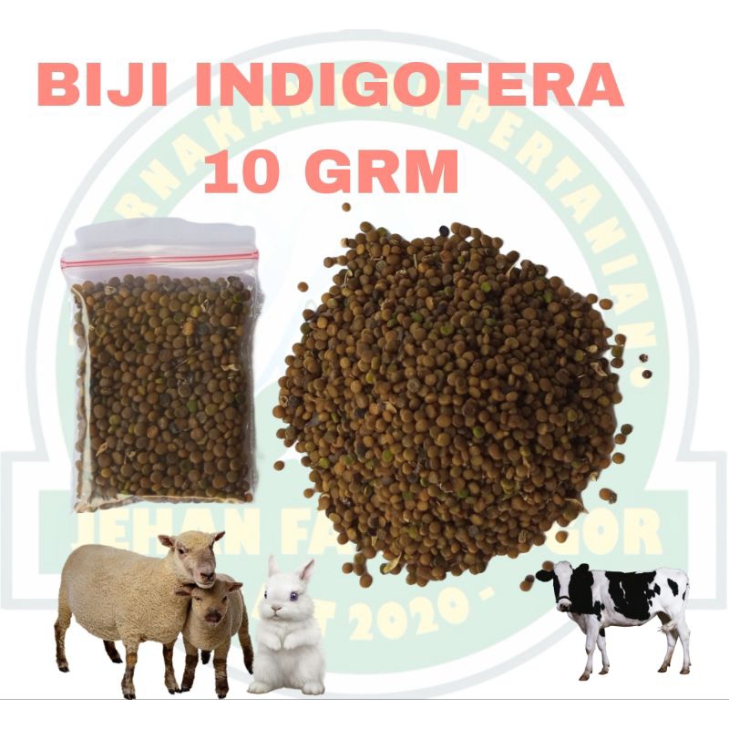 Jual Biji Benih Indigofera Kuwalitas Super Grm Isi Butir