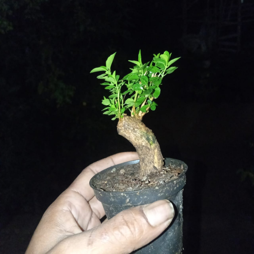 Jual Bahan Bonsai Sanancang Siap Pajang Shopee Indonesia