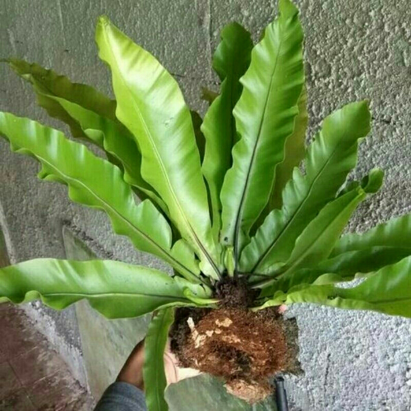 Jual Kadaka Hutan Tanaman Hias Shopee Indonesia