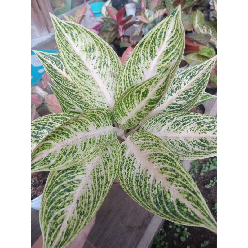 Jual Aglaonema Legacy White Shopee Indonesia