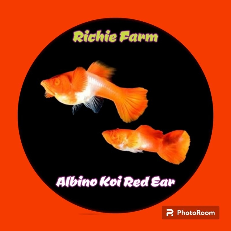 Jual Guppy Albino Red Koi Full Red Ear Shopee Indonesia