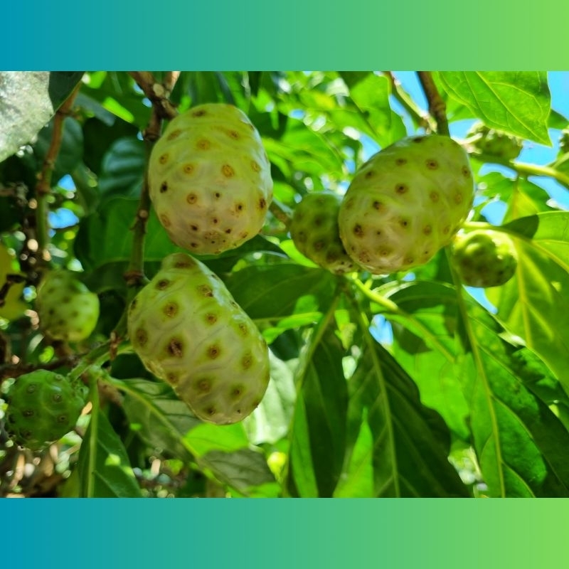 Jual Buah Mengkudu Kudu Pace Noni Fruit 1KG Shopee Indonesia