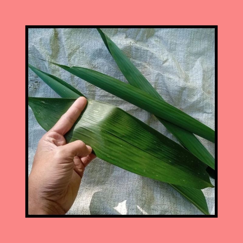 Jual Daun Bambu Segar Jumbo Bungkus Bakcang Lembar Shopee Indonesia