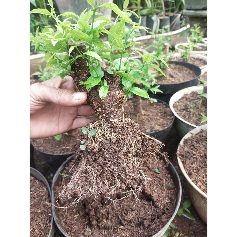 Jual Bonsai Anting Putri Bahan Prokar Akar Full Shopee Indonesia