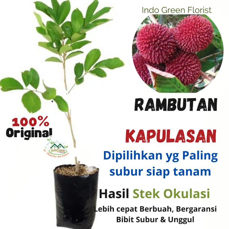 Jual Bibit Buah Kapulasan Rambutan Kapulasan Tanaman Buah Rambutan