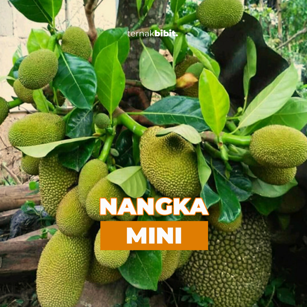 Jual Ternakbibit Bibit Nangka Mini Okulasi Super Unggul Dan Genjah