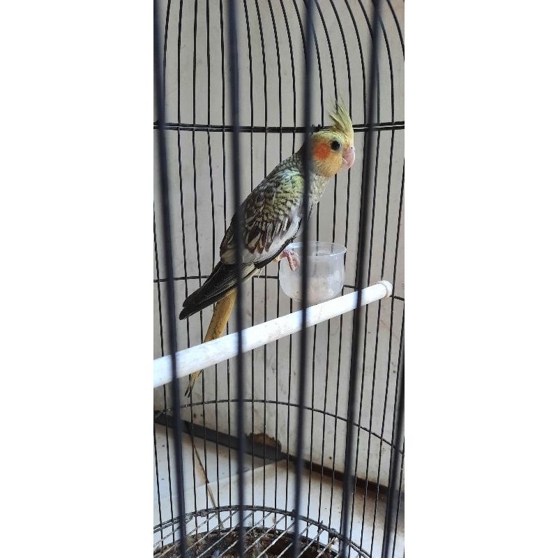 Jual Burung Parkit Falk Australi Shopee Indonesia