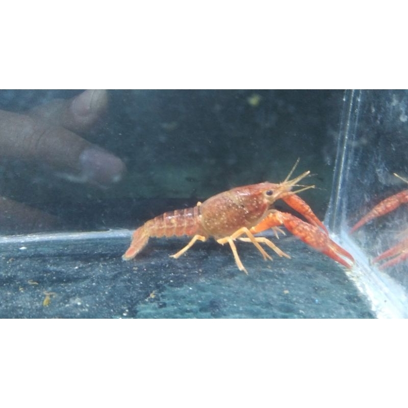 Jual Lobster Hias Warna Merah Pekat Marun Shopee Indonesia