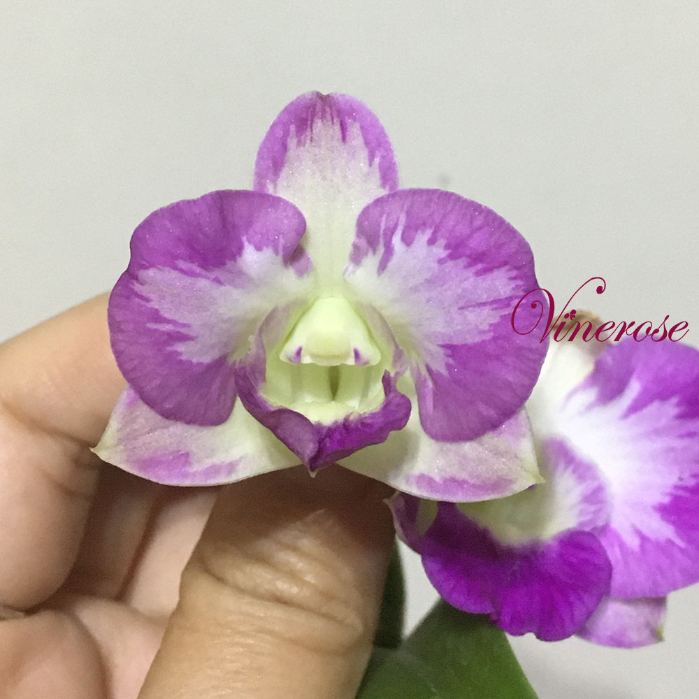 Jual Anggrek Bulat Orchid Dendrobium Mini Splash Shopee Indonesia