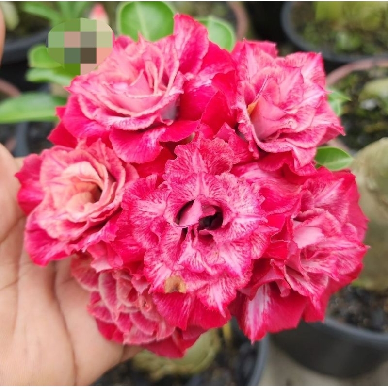 Jual New Tanaman Hias Adenium Kamboja Jepang Bunga Tumpuk Miss Es