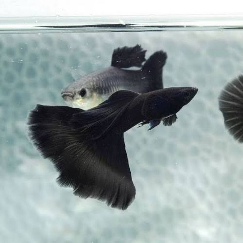 Jual Ikan Guppy Black Moscow IkanHias IkanAquascape IkanAir