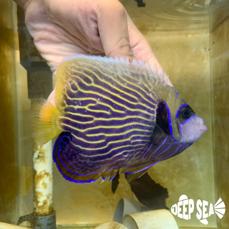 Jual Ikan Hias Air Laut Angel Batman Emperor Angelfish Shopee Indonesia