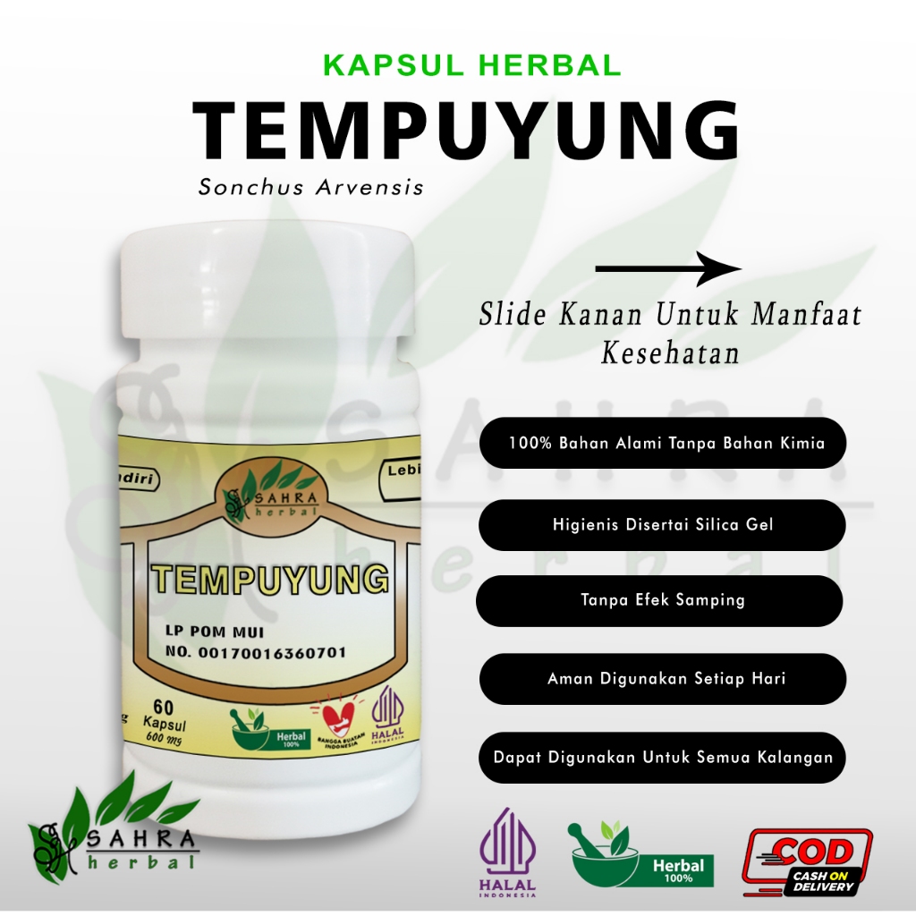 Jual Kapsul TEMPUYUNG 60 Kapsul Herbal Alami Herbal Memecah Batu