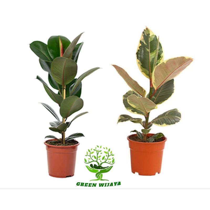 Jual Tanaman Hias Ficus Elastica Paket Ficus Biasa Dan Ficus