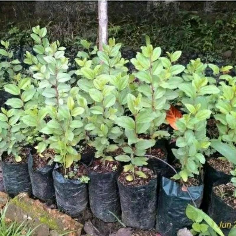 Jual Bibit Bidara Arab Asli Ziziphus Mauritiana Tanaman Herbal