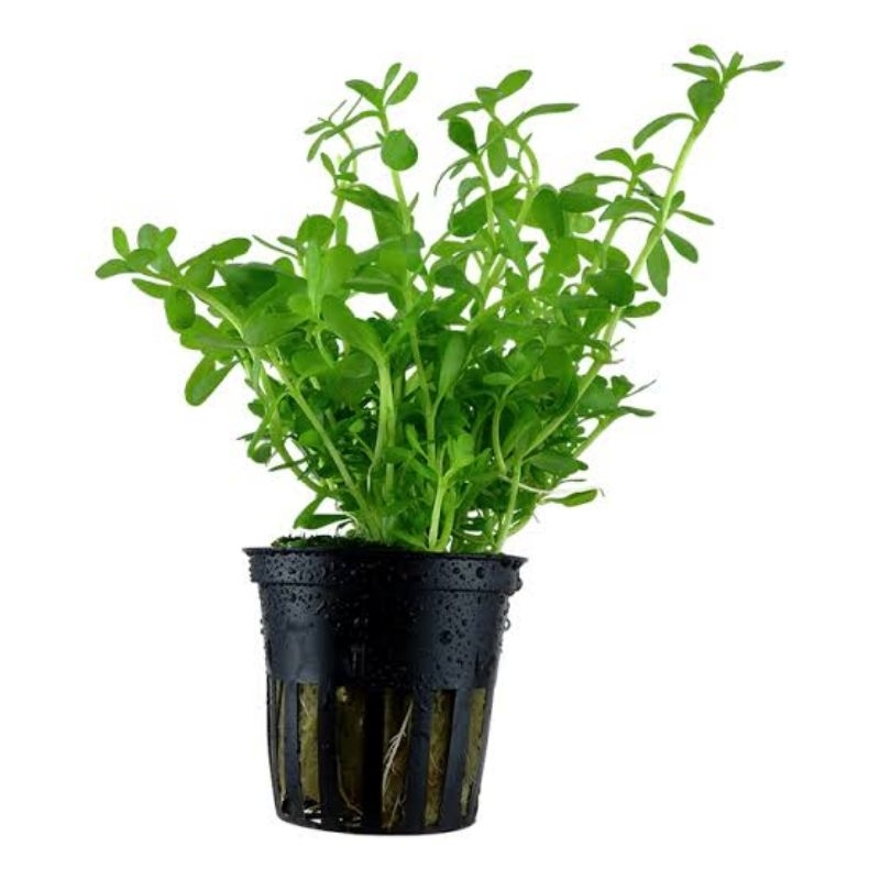 Jual Bacopa Monnieri Varians Pot Tanaman Aquascape Tanaman Aquarium