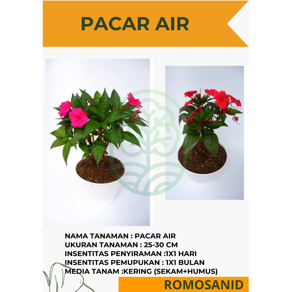 Jual Tanaman Bunga Pacar Air Pacar Hawai Warna Impatiens Pohon Hidup