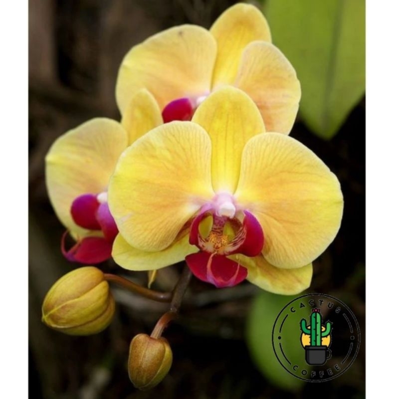 Jual Promo Anggrek Dendrobium Dewasa Bunga Anggrek Dendrobium Dewasa