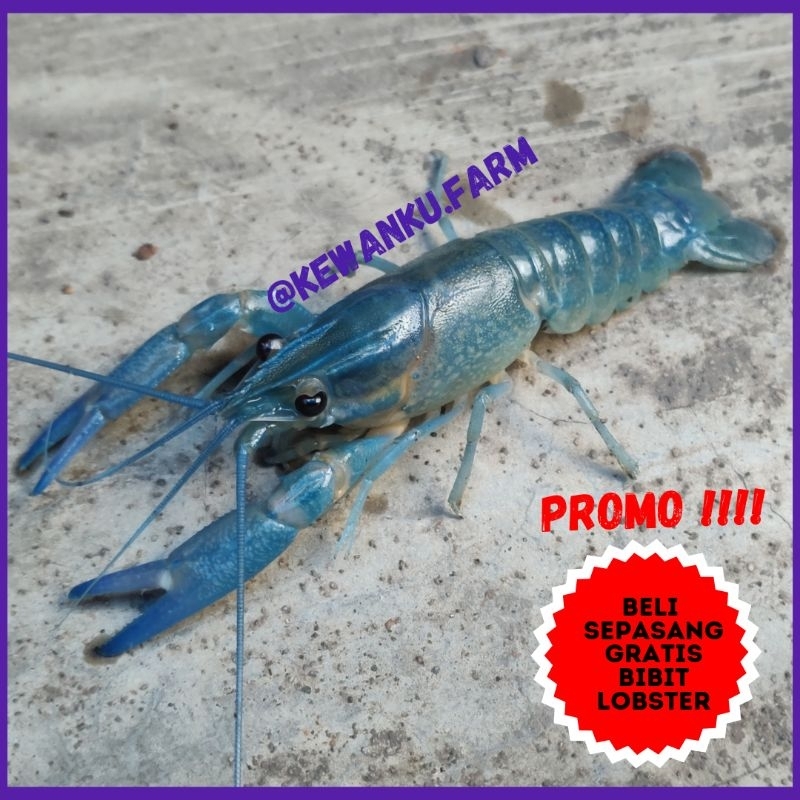 Jual Indukan Lobster Air Tawar Konsumsi Red Claw Grade A Sepasang