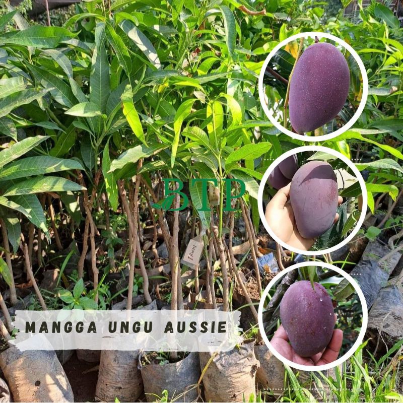 Jual BIBIT MANGGA UNGU AUSTRALIA MANGGA IRWIN BIBIT TANAMAN PREMIUM