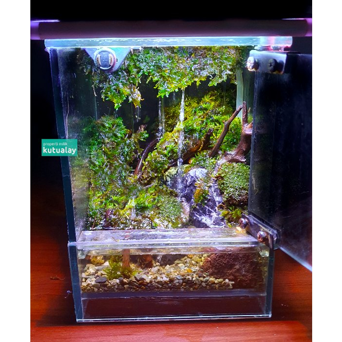 Jual Paludarium Hujan Waterfall Hiasan Meja Terrarium Forest Moss Hidup