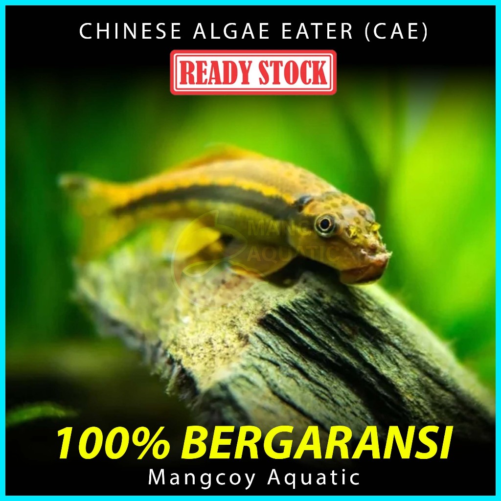 Jual Ikan Cae Chinese Algae Eater Pembersih Lumut Aquascape