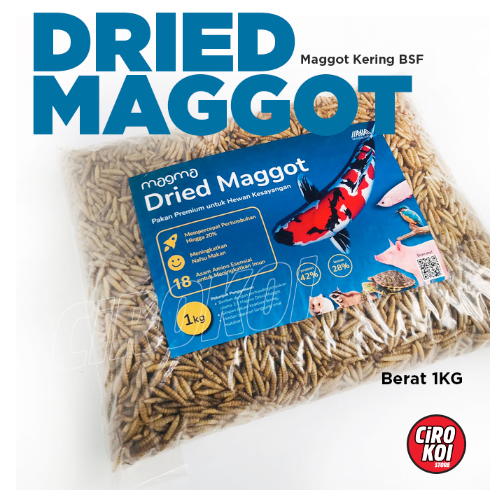 Jual Dried Maggot Bsf Kering Tinggi Protein Magot Magalarva Kg