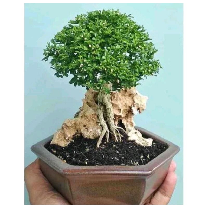 Jual Kemuning Super Mikro BAHAN BONSAI Shopee Indonesia