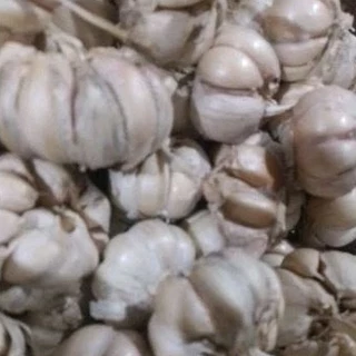 Jual Bawang Putih Kating Harga Terbaik Termurah April 2024 Shopee