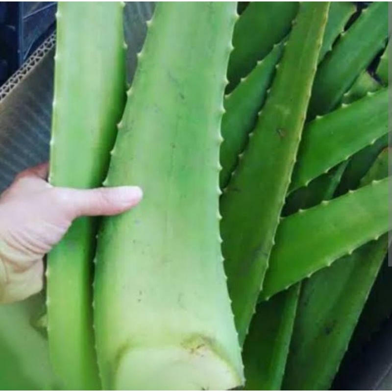 Jual Pelepah Batang Lidah Buaya Jumbo Aloe Vera Shopee Indonesia