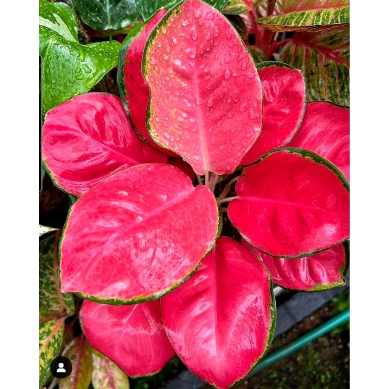 Jual Tanaman Hias Aglonema Red Majesty Bunga Hias Aglonema Aglaonema