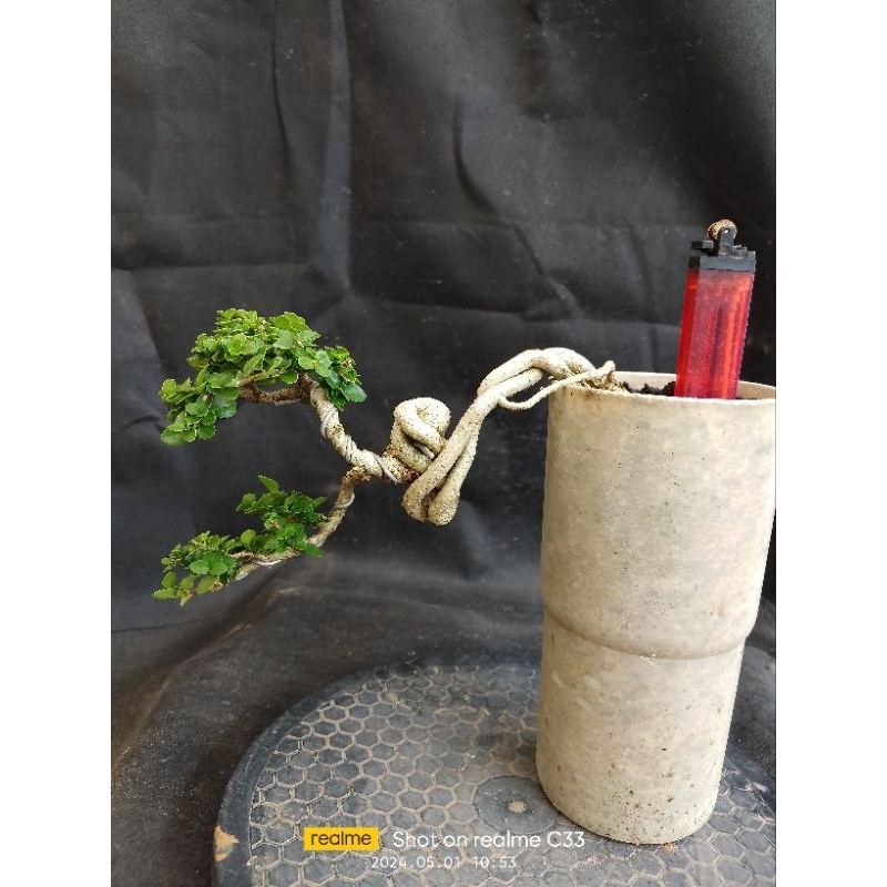 Jual Bahan Bonsai Sancang Meliuk Shopee Indonesia