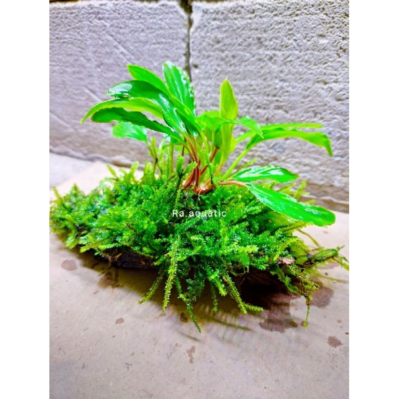 Jual Hardscape Anubias Sp Hiasan Aquarium Kayu Rentek Moss Anubias Sp