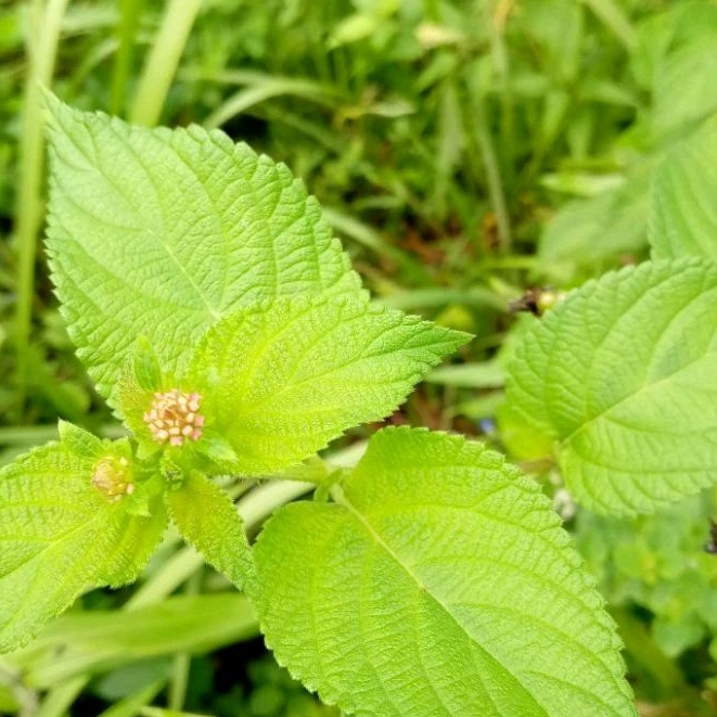 Jual Daun Lantana Camara Segar Petik Langsung Gram Shopee Indonesia