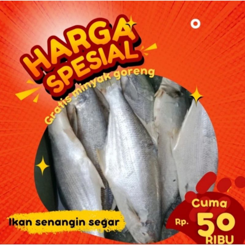 Jual Ikan Senangin Segar Kg Bukan Frozen Free Dibersihkan Gratis