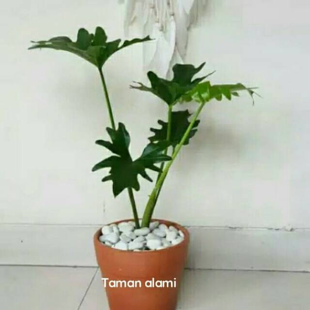 Jual Tanaman Hias Philodendron Selloum Tanaman Indoor Outdoor Philo